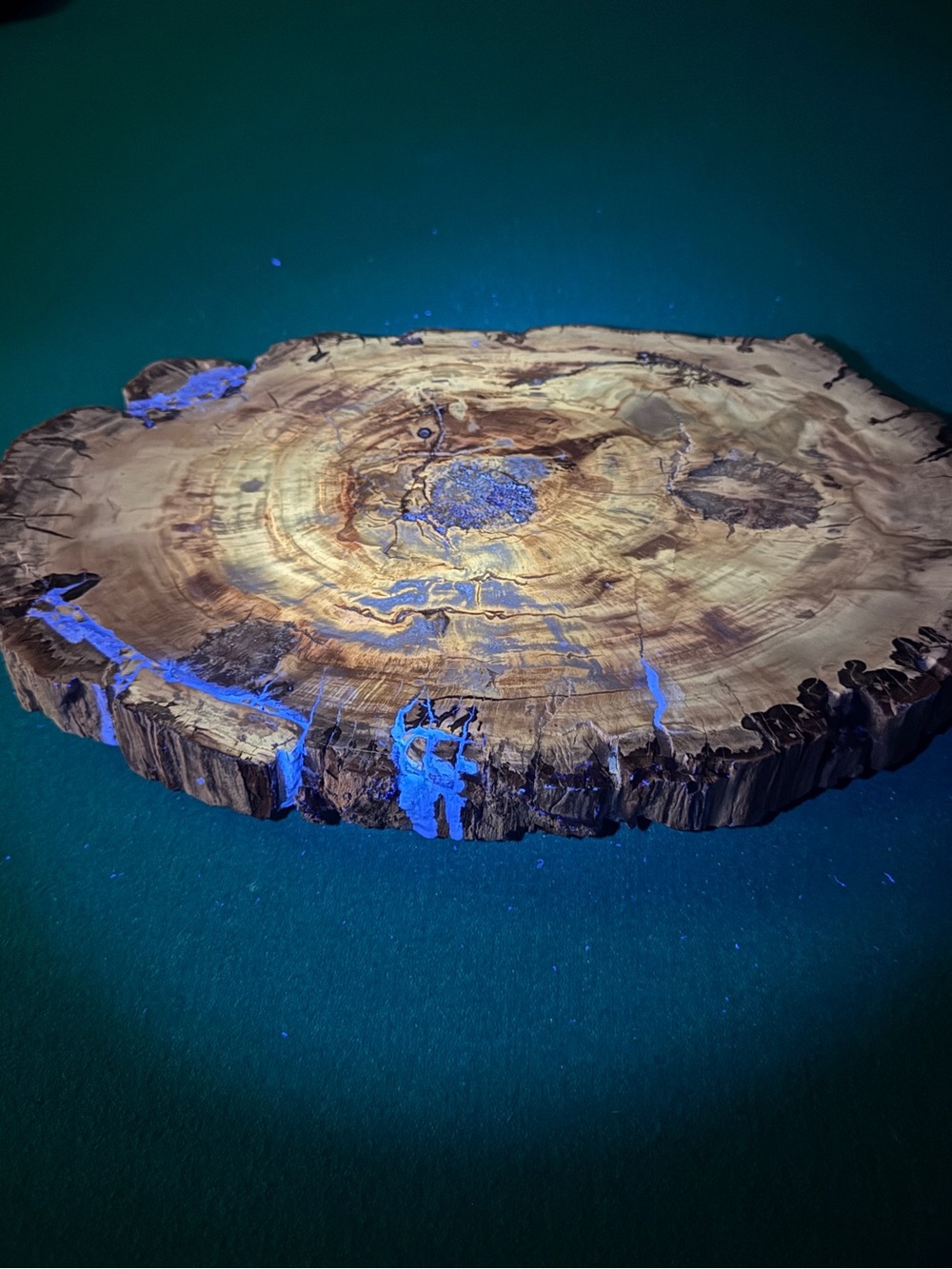 Huge 18LB - 17” x 11” x 2” Natural Petrified Wood Slab UV Statement Piece